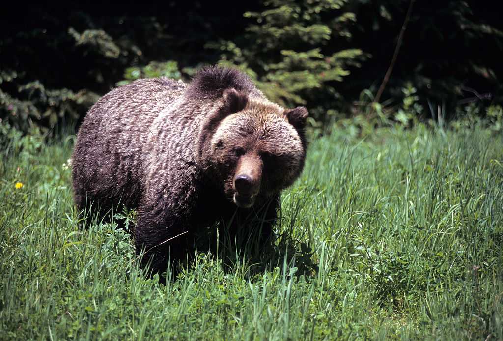 Woman Found Dead After Grizzly Bear Encounter Near Yellowstone