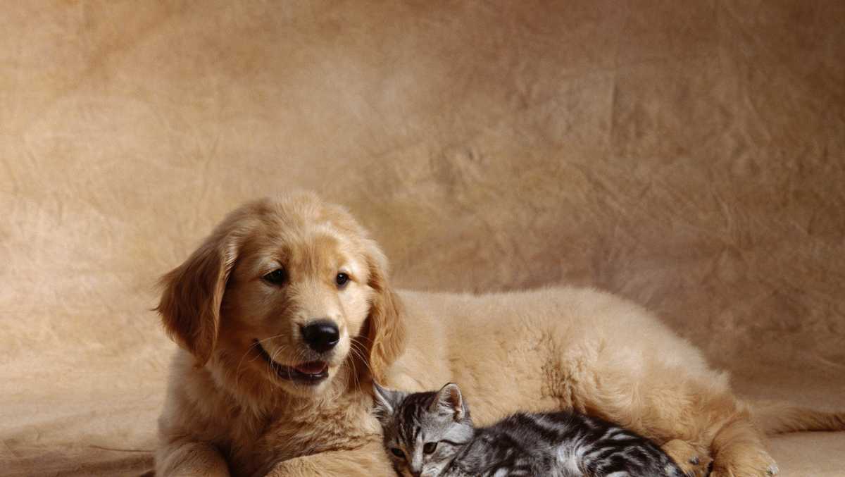 Yes, pets can be good for your health: Expert insights