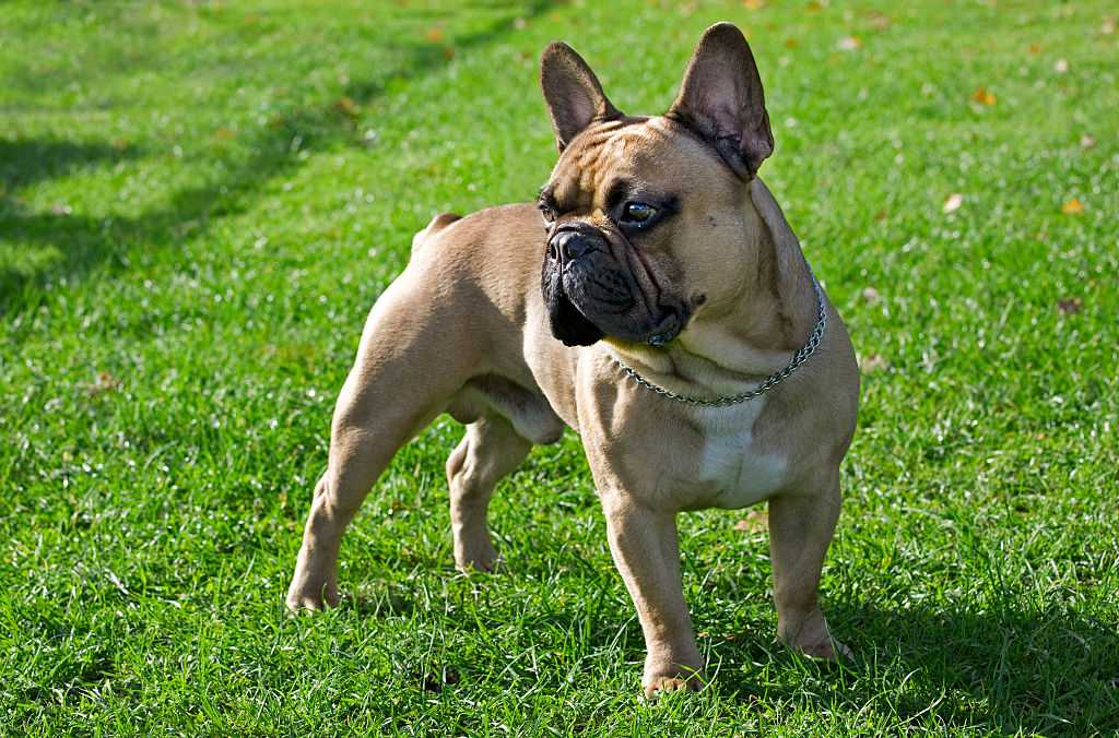 French bulldog clearance hip problems