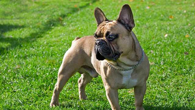 Beloved and debated, French bulldog becomes top US dog breed - Vimarsana News