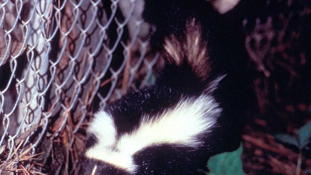 Skunk found near river in Rancho Cordova tests positive for rabies