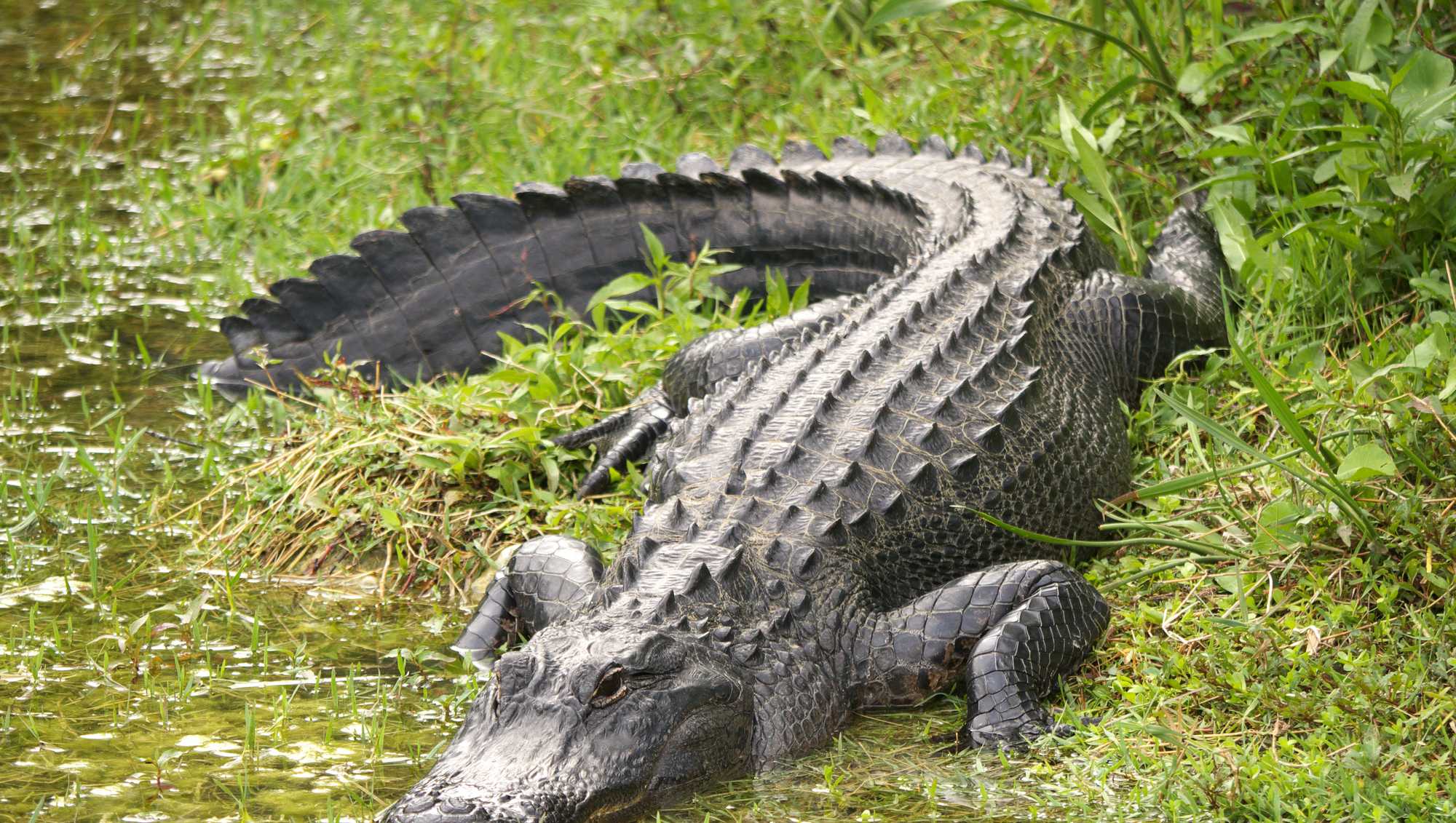 FWC accepting applications for new Alligator Super Hunt - Vimarsana News