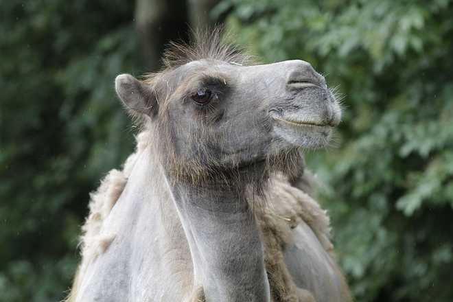 Camelus ferus