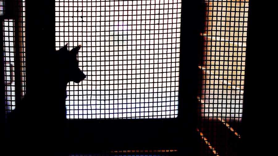 man executed dogs in front of animal control police say