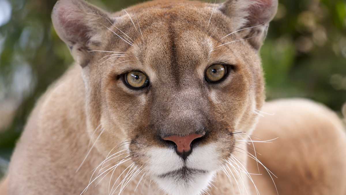 man fights off kills mountain lion that attacked him on type in calender