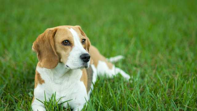 4,000 beagles will be rescued from a Virginia breeding facility - Vimarsana News