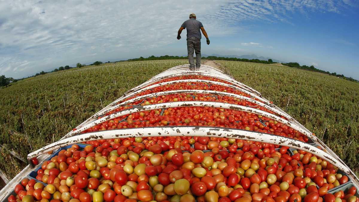 Tariffs could send tomato prices soaring in US, Mexico says