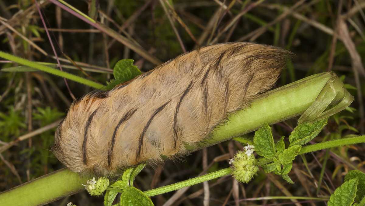 Puss caterpillar found in Florida