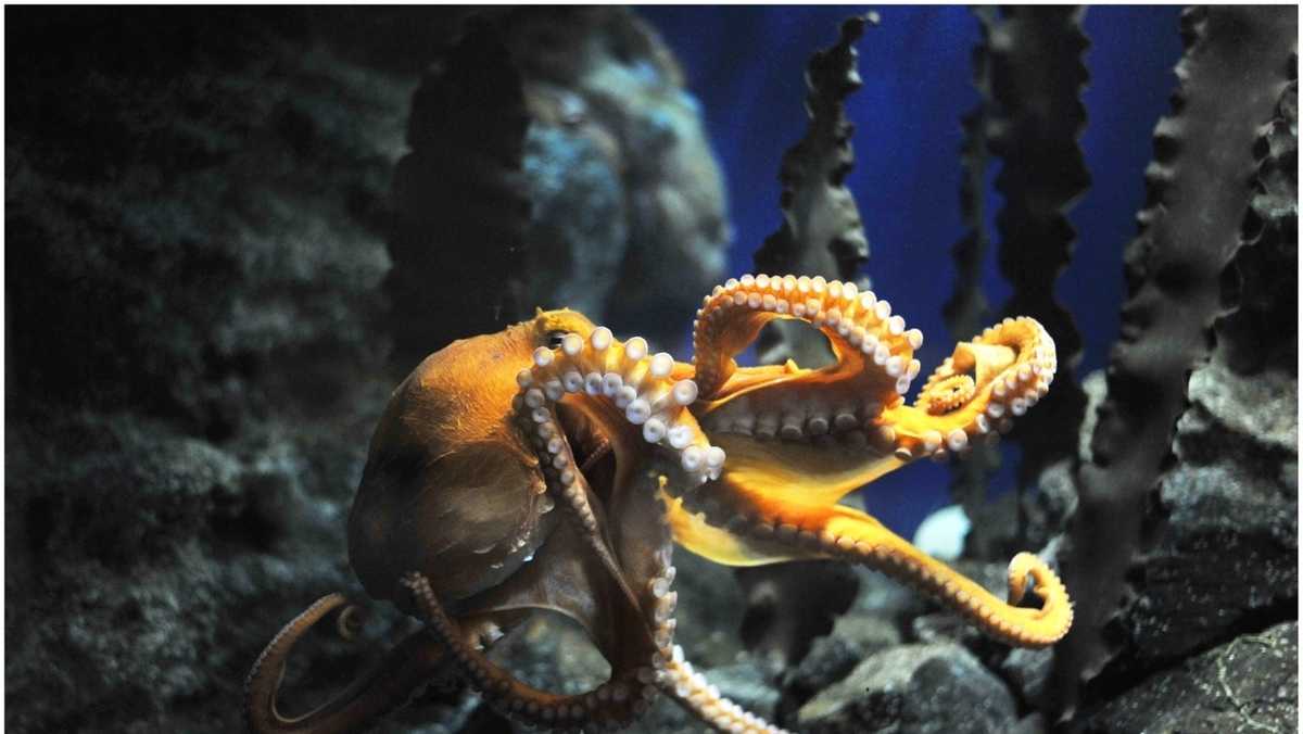 Octopuses get cuddly when given ecstasy, study finds