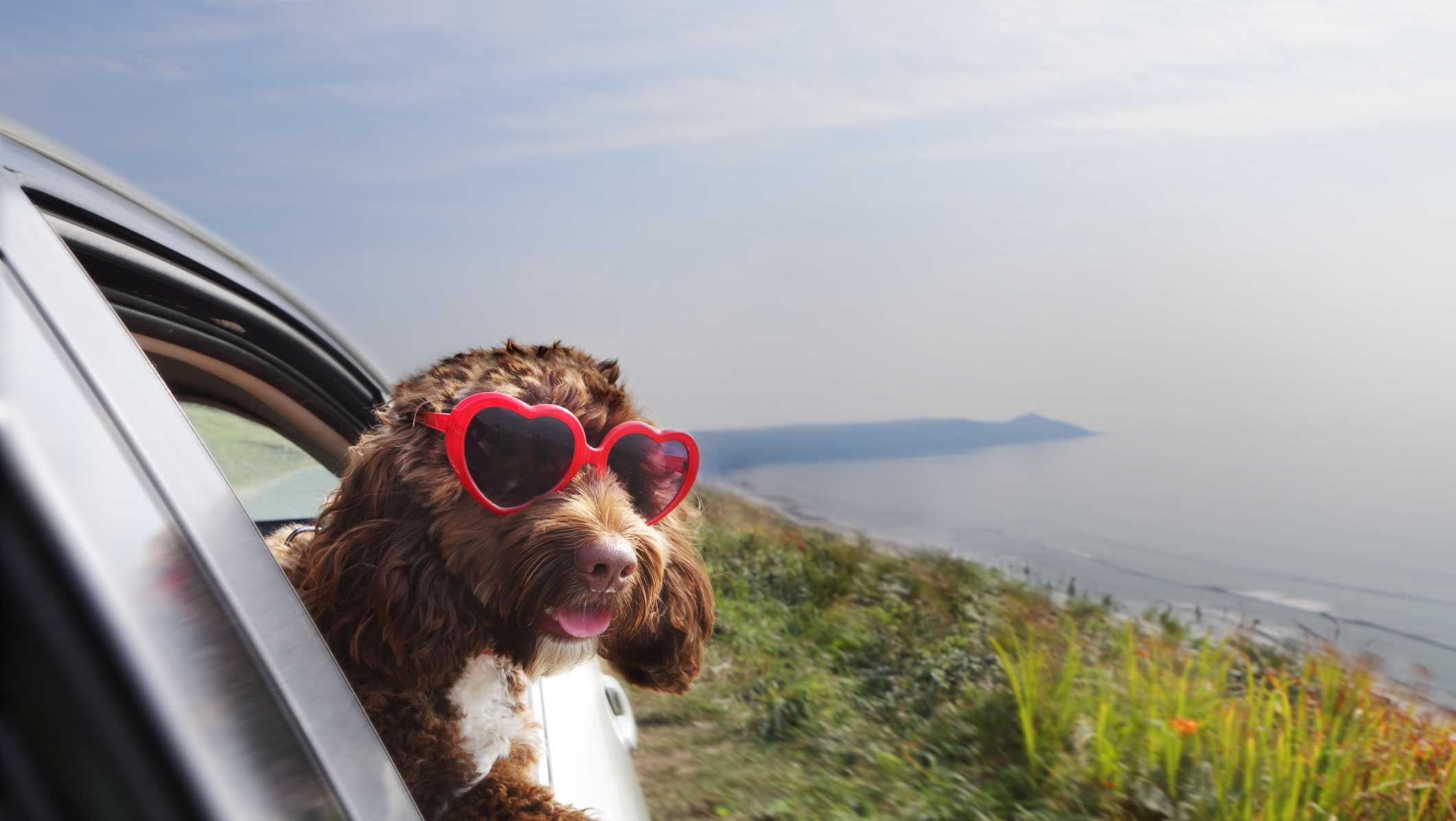 Early deals we're seeing ahead of Amazon Pet Day - Vimarsana News