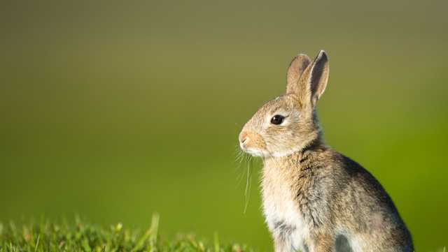 Vermonters urged to look out for disease that could be deadly for rabbits - Vimarsana News