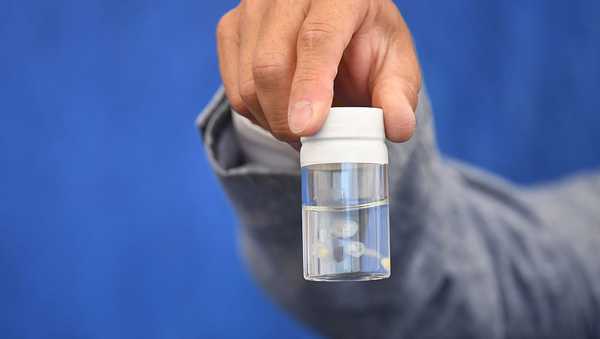 VENICE, ITALY - SEPTEMBER 04: Scientist Shin Kubota shows a container with several immortal jellyfishes (Turritopsis dohrnii) he is researching on during a photocall for 'Spira Mirabiliss' during the 73rd Venice Film Festival at on September 4, 2016 in Venice, Italy.