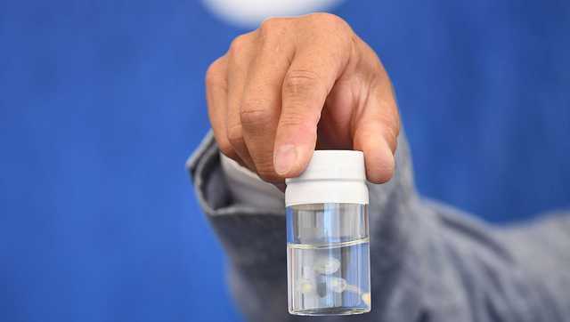 New study could unearth secret to 'immortal jellyfish' anti-aging - Vimarsana News