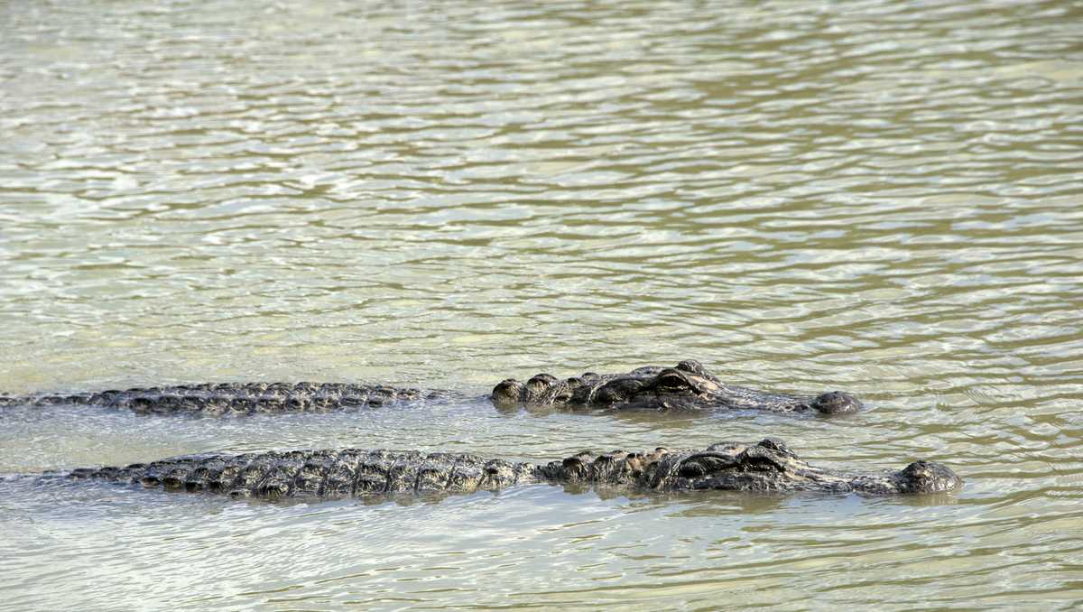 Family of 80-year-old Florida woman killed by alligators sue community