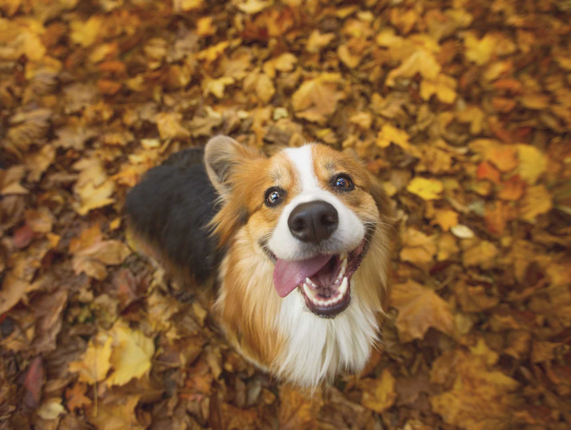 Here's what you need to keep your dog safe and healthy this fall