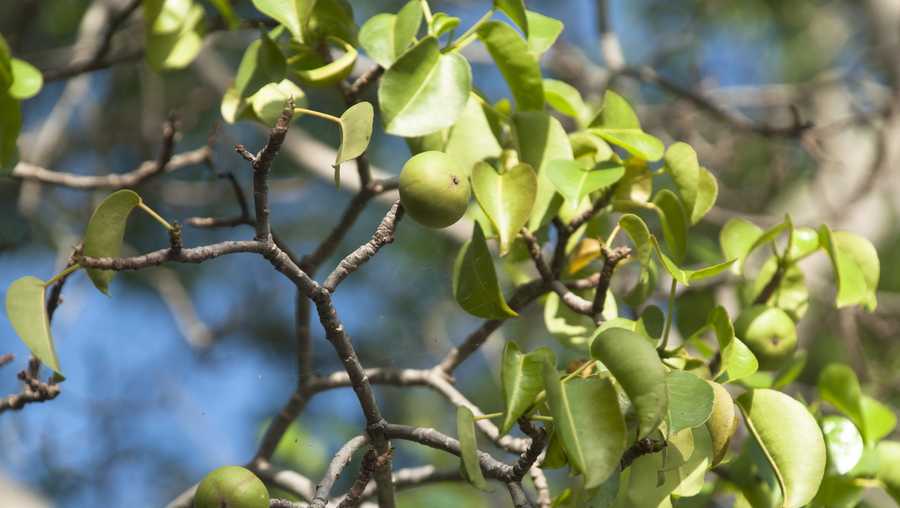 Close up of a poisonous Manchineel tree Manzanilla, fruits and leaves