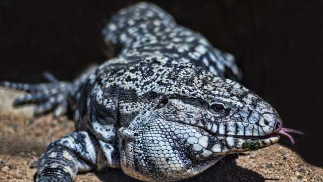 Invasive South American lizard spotted in Southwest Florida - Vimarsana News