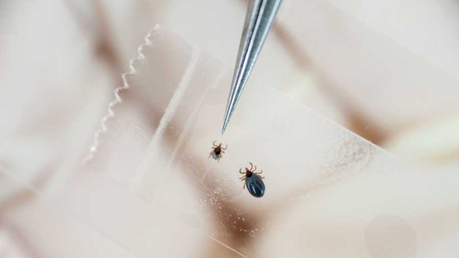 Tweezers pointing to a tick while doing Lyme disease research in College Park, Maryland.