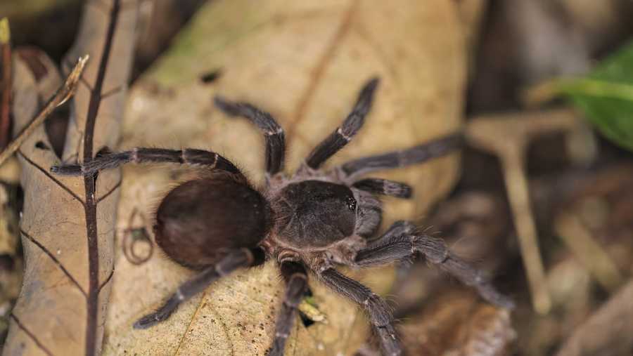 Scientists were excited to spot a giant spider eating an opossum, but ...