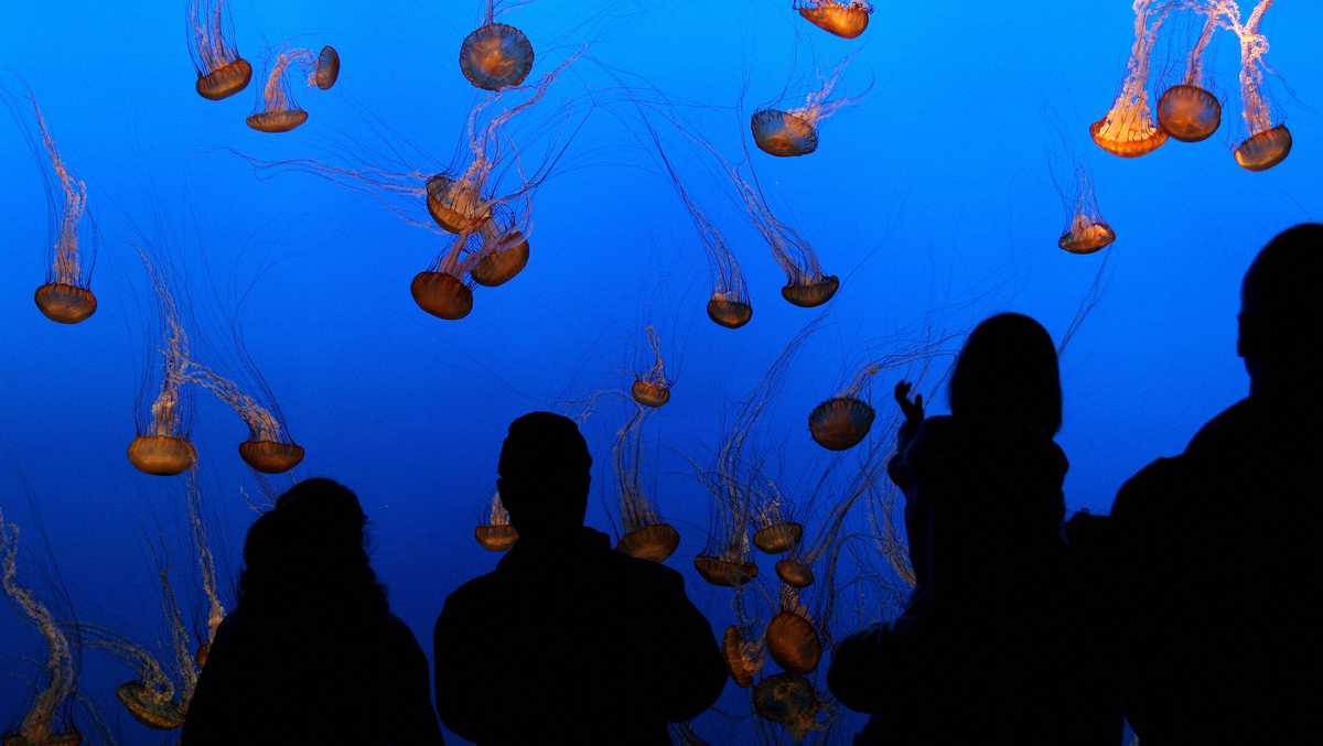 Monterey Bay Aquarium says up to 20% of visitors using free admission ...