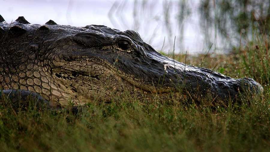 EVERGLADES, FL - SEPTEMBER 12:  An alligator lays on the bank of a pond in the Florida Everglades September 12, 2007 in the Everglades National Park, Florida. Senator Bill Nelson (D-FL) recently accused the White House of playing politics at the expense of the Everglades with two recent actions -- a threat to veto a bill with $2 billion for restoration projects and backing the removal of Everglades National Park from an international list of &apos;&apos;endangered&apos;&apos; sites.  (Photo by Joe Raedle/Getty Images)