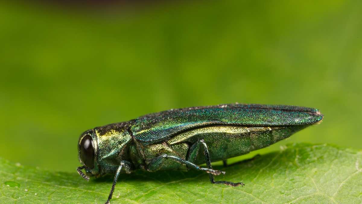 Invasive beetle found in Nebraska city as insect spreads west