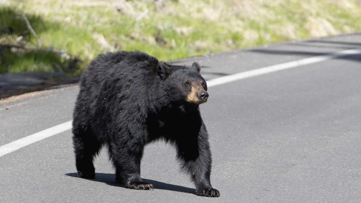 Florida officials approve black bear hunt proposal