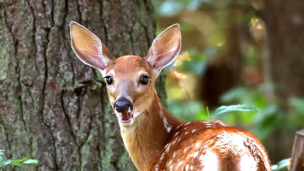 Doe tags sold out in Allegheny County and most of Pa.