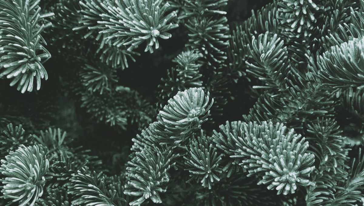 Scientists studying to improve Christmas trees discover water mold