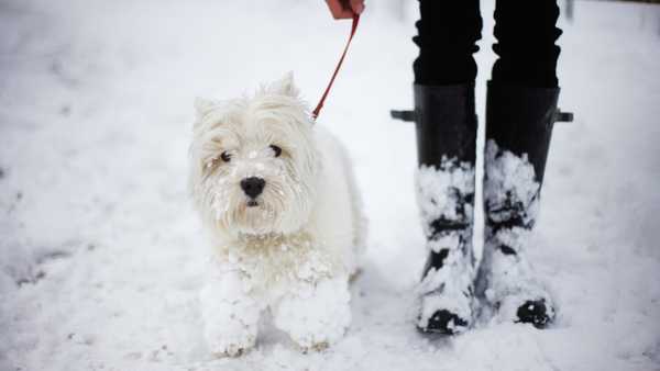 A West highland white terrier with his legs covered in snow. His owner wearing Wellington boots also covered in snow.
