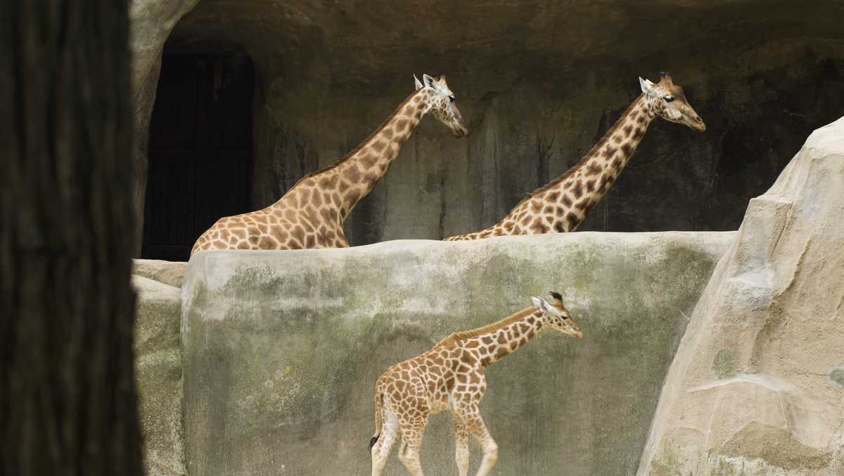 Giraffe at New York zoo dies after obtaining neck caught in enclosure gate Giraffe at New York zoo dies after obtaining neck caught in enclosure gate