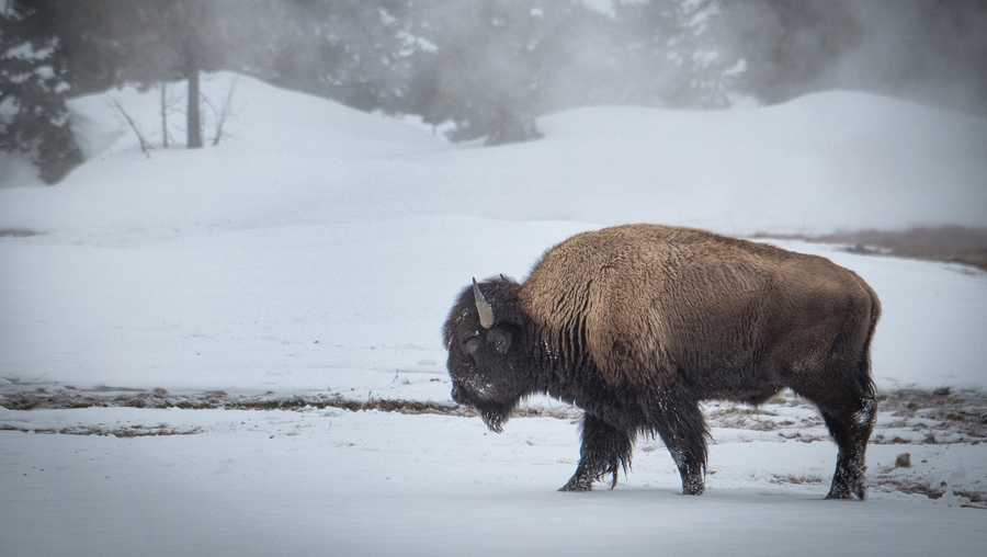 A bison in Yellowstone National Park.