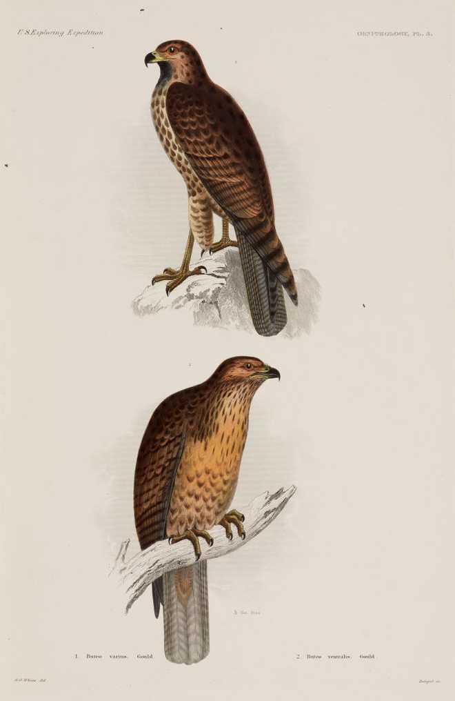 Rufous-tailed hawk (Buteo ventralis)