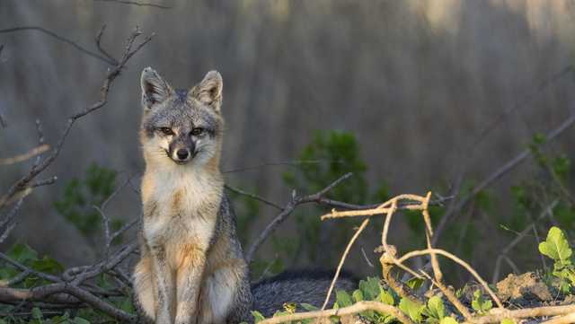 Another rabid gray fox found in Ticonderoga - Vimarsana News