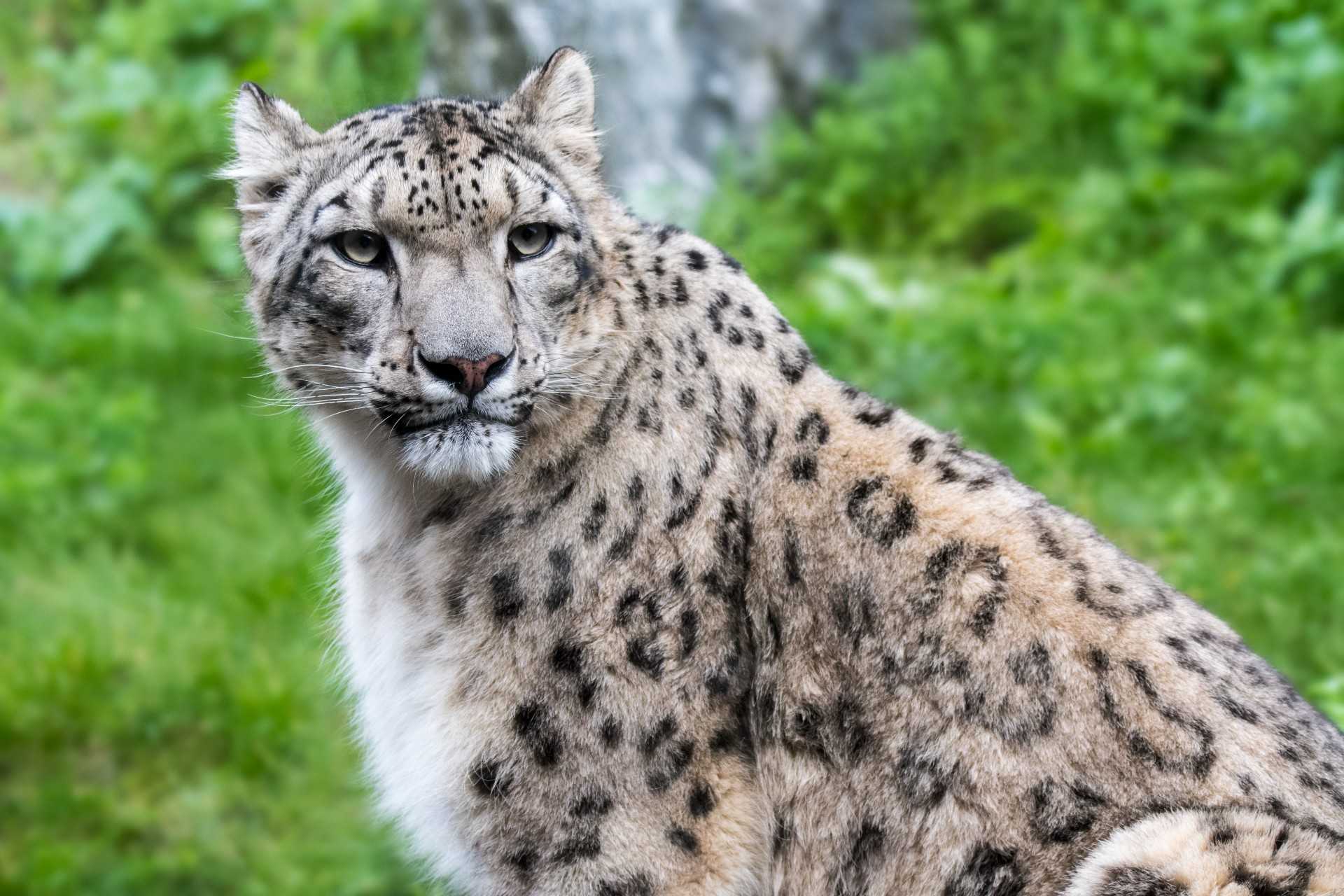 Snow leopard dies at Illinois zoo after contracting COVID-19