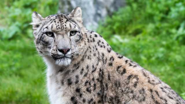 Snow leopard at Illinois zoo dies after contracting Covid-19, Illinois