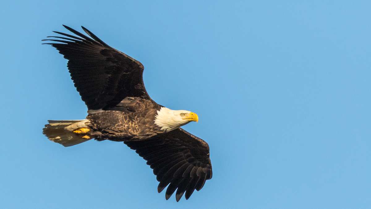 'Really bad choice' Man faces prison time for killing bald eagle