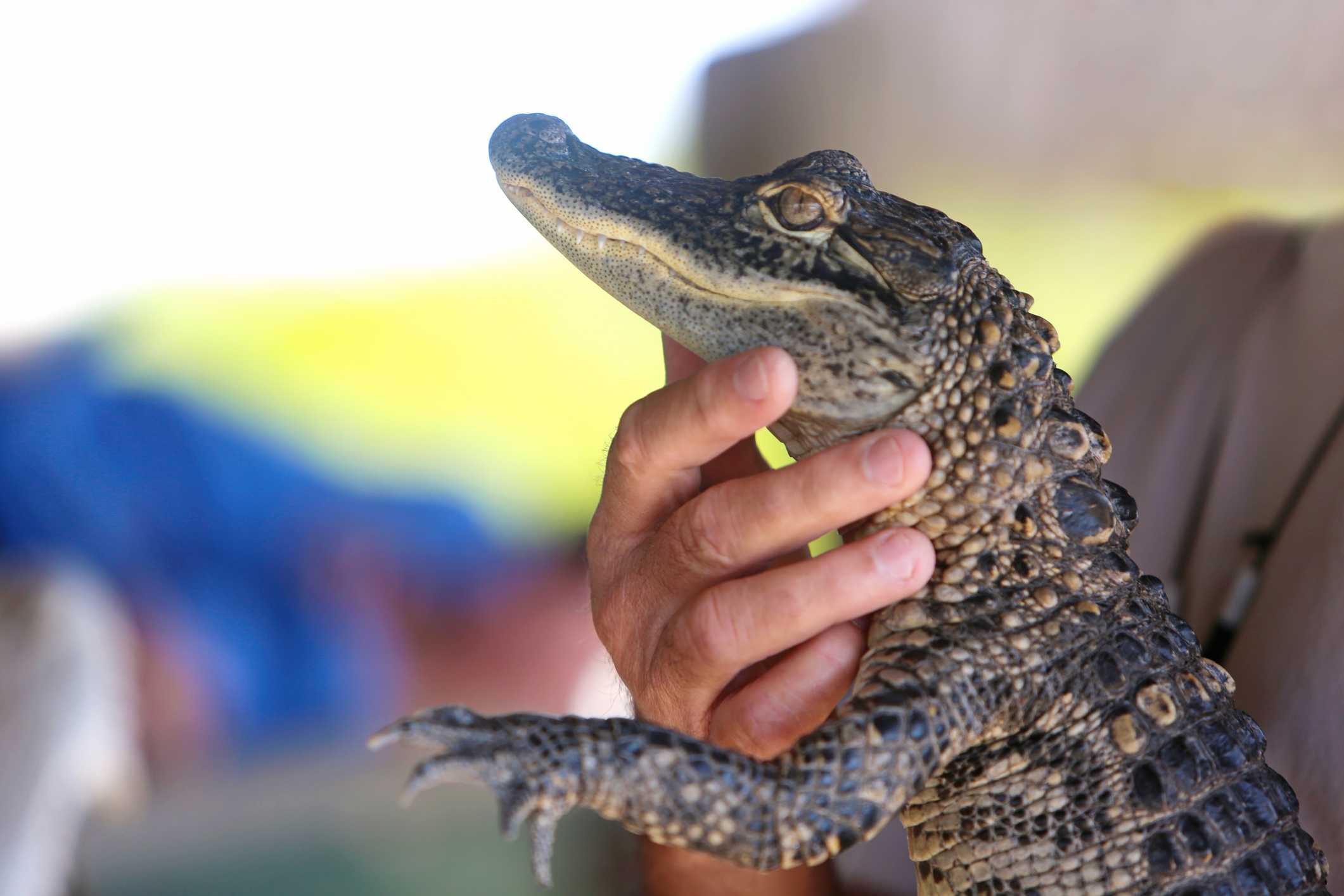 Florida teen arrested for kicking, swinging baby alligator, deputies say