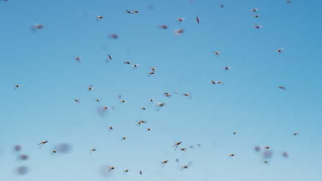 Early rainy season triggers Brevard mosquito boom - Vimarsana News