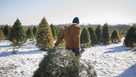 Man carrying Christmas tree on snow covered farm against sky
