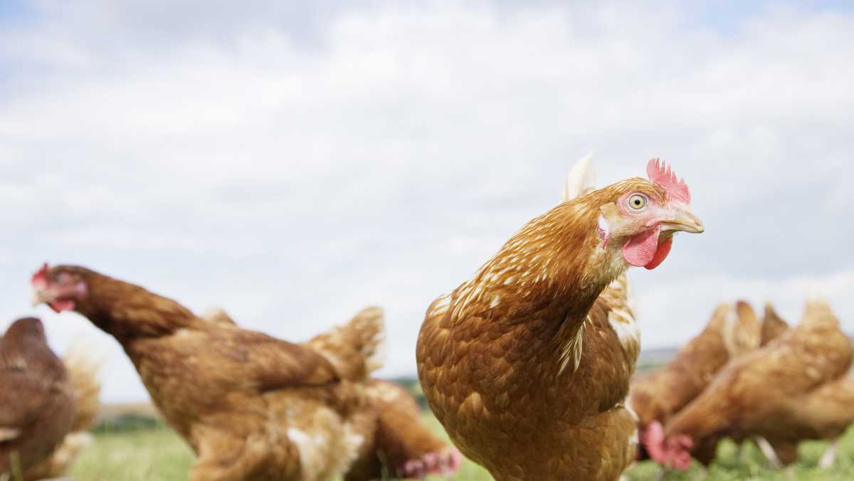 Foul fowl play: Renegade chickens caught on video fleeing Ohio law ...