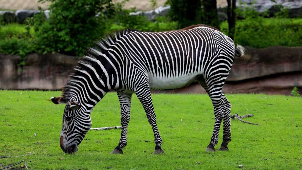Pet zebra shot, killed by owner after escaping from home