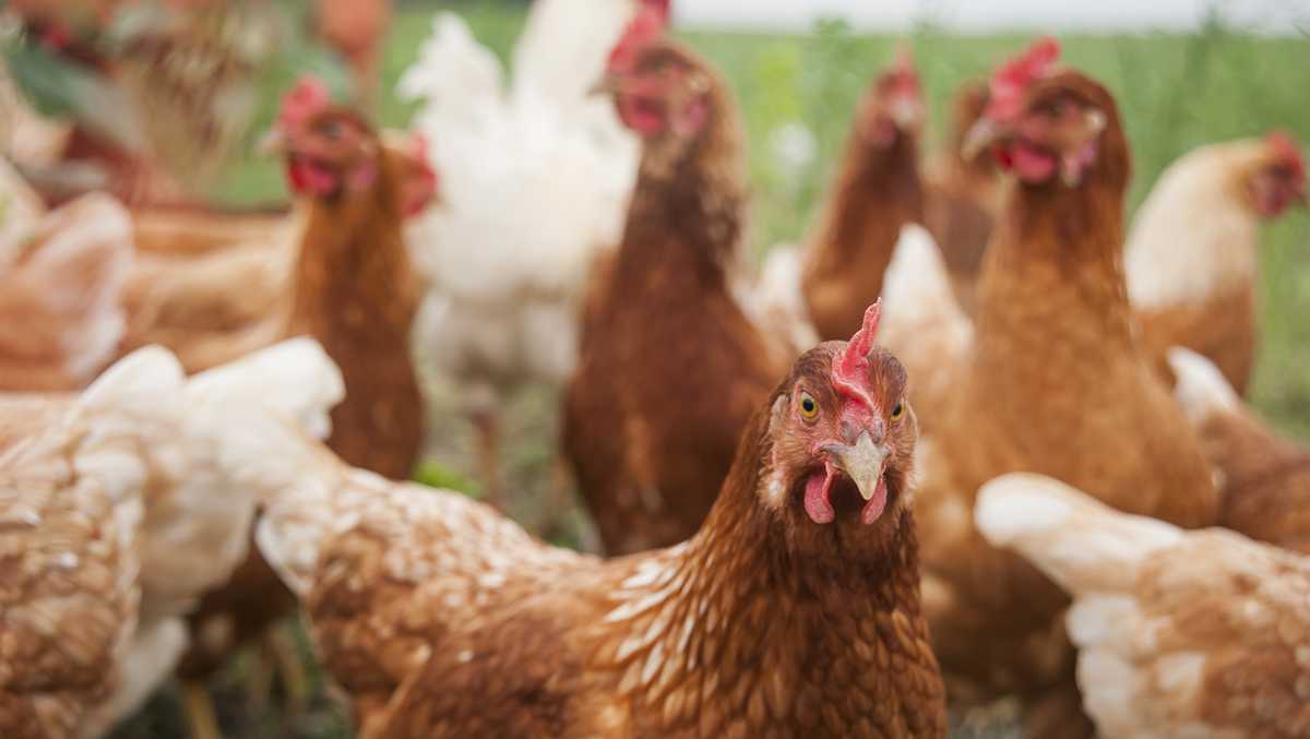 Bird flu detected in Vermont backyard poultry flock