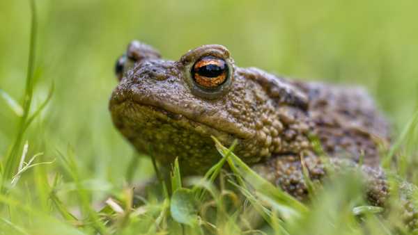 Headshot Portrait of a Common toad (Bufo bufo) with blurres grass background