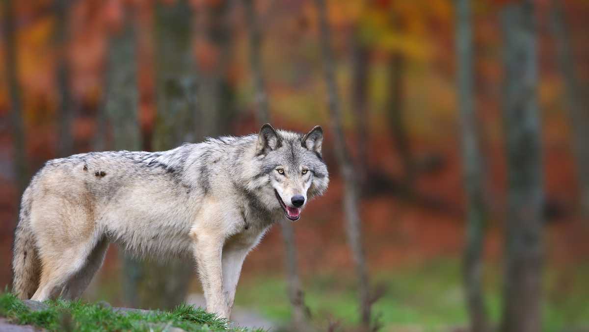 Camper Rushes To Help Family Being Attacked By Wolf Mom Says It