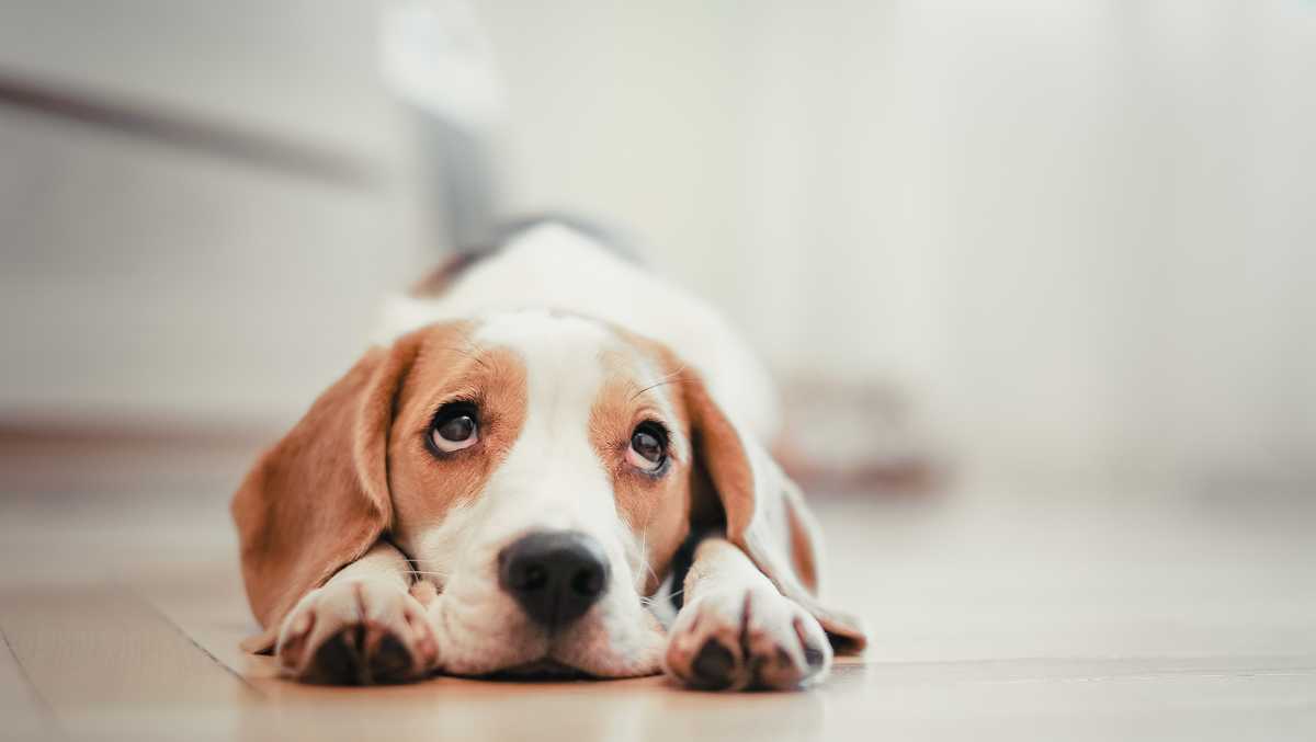 It looks like dogs aren't really that smart. Don't blame us; blame this