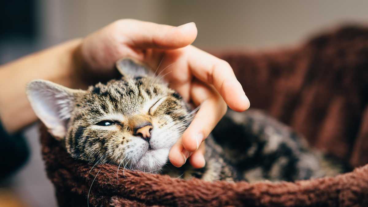 study-cats-react-to-the-sound-of-their-names-but-not-for-the-reason