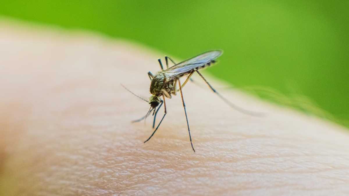 West Nile Virus Mosquitoes Found in KY, ND Cities