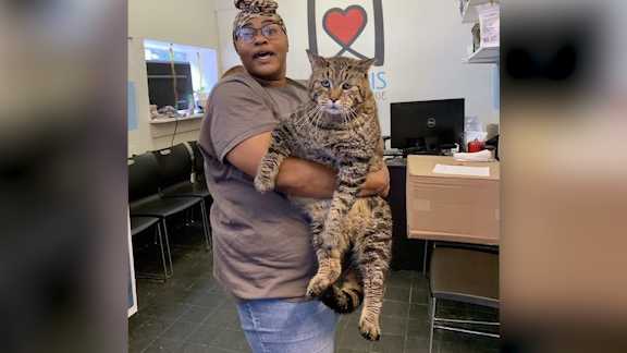 Giant 26 pound cat  looking for purrfect home