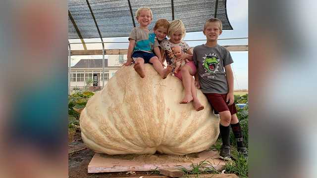 Amber Harrison said on her Facebook page, “The Pumpkin Mom,” that it weighs more than 1,000 pounds.